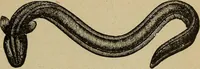 An illustration from Elementary lessons in electricity and magnetism (1906)