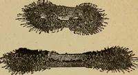 An illustration from Elementary lessons in electricity and magnetism (1906)