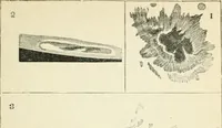An illustration from Elementary lessons in astronomy (1889)