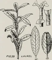 Picture 47 of 69 from Elementary principles of ornament (1890), leaf 73