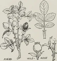 An illustration from Elementary principles of ornament (1890)