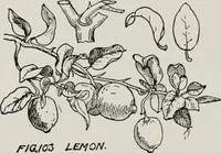 An illustration from Elementary principles of ornament (1890)