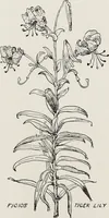 Picture 54 of 69 from Elementary principles of ornament (1890), leaf 78