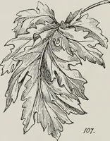 Picture 55 of 69 from Elementary principles of ornament (1890), leaf 79