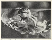 Picture 6 of 12 from Elementary Science by Grades Book Two: A Nature Study and Science Reader (1928), leaf 130