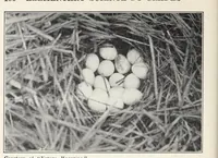 Picture 10 of 12 from Elementary Science by Grades Book Two: A Nature Study and Science Reader (1928), leaf 208