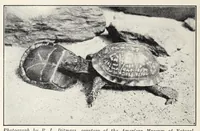 An illustration from Elementary Science by Grades Book Two: A Nature Study and Science Reader (1928)