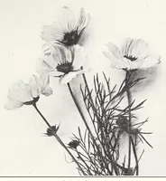 Picture 2 of 12 from Elementary Science by Grades Book Two: A Nature Study and Science Reader (1928), leaf 55