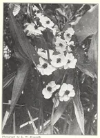 Picture 3 of 12 from Elementary Science by Grades Book Two: A Nature Study and Science Reader (1928), leaf 71