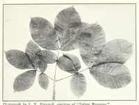 Picture 4 of 12 from Elementary Science by Grades Book Two: A Nature Study and Science Reader (1928), leaf 87