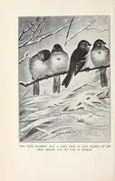 Picture 5 of 13 from Elementary Science by Grades Book Four: A Nature Study and Science Reader (1929), leaf 114