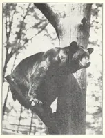 An illustration from Elementary Science by Grades Book Four: A Nature Study and Science Reader (1929)