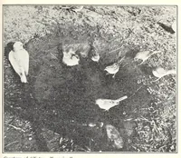Picture 10 of 13 from Elementary Science by Grades Book Four: A Nature Study and Science Reader (1929), leaf 221