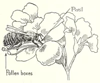Picture 12 of 13 from Elementary Science by Grades Book Four: A Nature Study and Science Reader (1929), leaf 261