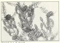 Picture 4 of 13 from Elementary Science by Grades Book Four: A Nature Study and Science Reader (1929), leaf 87