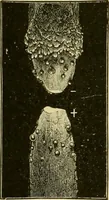 An illustration from Elementary treatise on electricity and magnetism : (1905)