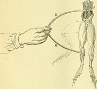 An illustration from Elementary treatise on physics experimental and applied for the use of colleges and schools (1890)