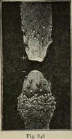 Picture 486 of 613 from Elementary treatise on physics, experimental and applied : for the use of colleges and schools (1906), leaf 912