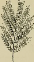 An illustration from Elementary woodworking (1903)