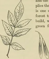 An illustration from Elementary woodworking (1903)