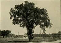 Picture 79 of 112 from Elementary woodworking (1903), leaf 103
