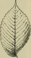 Picture 80 of 112 from Elementary woodworking (1903), leaf 104