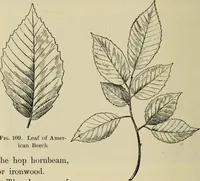 Picture 84 of 112 from Elementary woodworking (1903), leaf 109