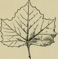 Picture 85 of 112 from Elementary woodworking (1903), leaf 110