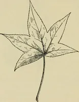 Picture 86 of 112 from Elementary woodworking (1903), leaf 111