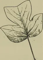 An illustration from Elementary woodworking (1903)