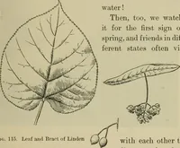 Picture 89 of 112 from Elementary woodworking (1903), leaf 114