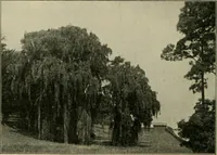Picture 90 of 112 from Elementary woodworking (1903), leaf 115