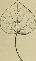 An illustration from Elementary woodworking (1903)