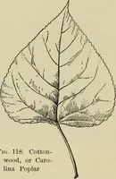 Picture 93 of 112 from Elementary woodworking (1903), leaf 117