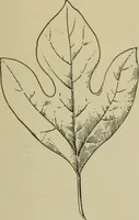 Picture 94 of 112 from Elementary woodworking (1903), leaf 118