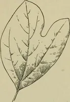 An illustration from Elementary woodworking (1903)