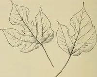 An illustration from Elementary woodworking (1903)