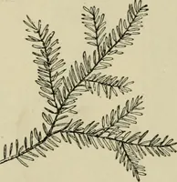 Picture 100 of 112 from Elementary woodworking (1903), leaf 123
