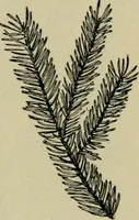An illustration from Elementary woodworking (1903)