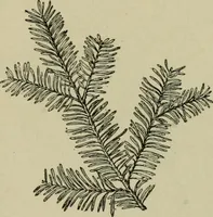 Picture 104 of 112 from Elementary woodworking (1903), leaf 128