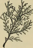 Picture 105 of 112 from Elementary woodworking (1903), leaf 129