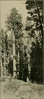 Picture 108 of 112 from Elementary woodworking (1903), leaf 133