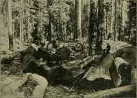 An illustration from Elementary woodworking (1903)