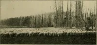 Picture 112 of 112 from Elementary woodworking (1903), leaf 138