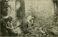 An illustration from Elementary woodworking (1903)