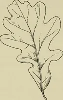 An illustration from Elementary woodworking (1903)