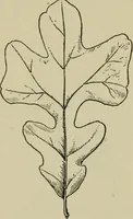Picture 52 of 112 from Elementary woodworking (1903), leaf 76