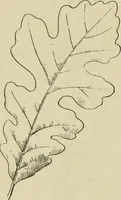 An illustration from Elementary woodworking (1903)