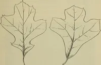 An illustration from Elementary woodworking (1903)