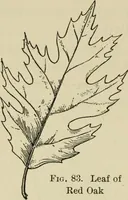 An illustration from Elementary woodworking (1903)